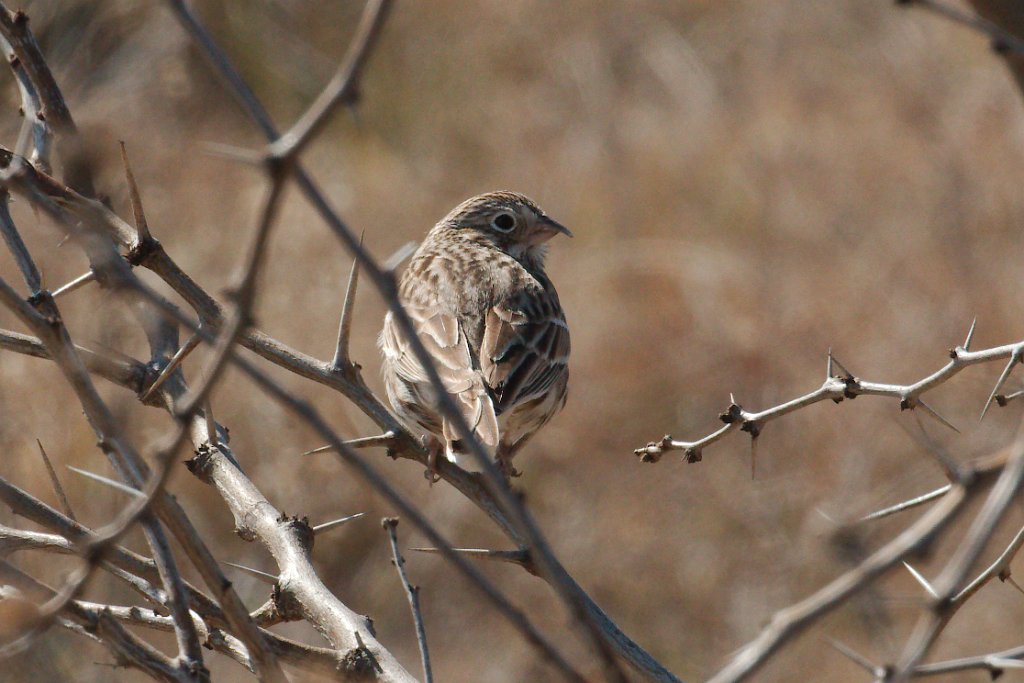 Vesper Sparrow 2016-02-13.jpg